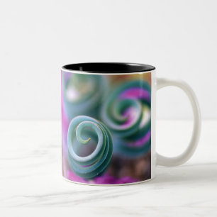 Süd-Namaqualand, gekräuselte Lilienblätter. Credit Zweifarbige Tasse