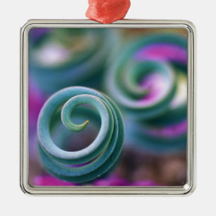 Süd-Namaqualand, gekrümmte Lilienblätter. Credit Ornament Aus Metall