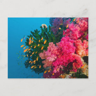 Süd-Pazifik, Fidschi, Viti Levu, Bligh Water, Postkarte