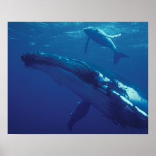 Süd-Pazifik, Tonga. Buckelwal und Kalb Poster