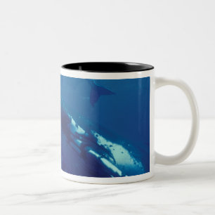 Süd-Pazifik, Tonga. Buckelwal und Kalb Zweifarbige Tasse