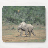 Südafrika, Addo Elephant Nat'l Park. Baby Mousepad (Vorne)