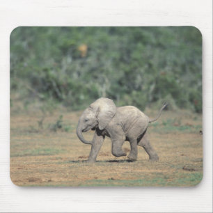 Südafrika, Addo Elephant Nat'l Park. Baby Mousepad