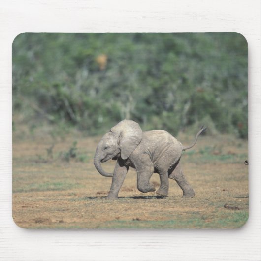 Südafrika, Addo Elephant Nat'l Park. Baby Mousepad (Vorne)