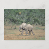Südafrika, Addo Elephant Nat'l Park. Baby Postkarte (Vorderseite)
