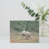 Südafrika, Addo Elephant Nat'l Park. Baby Postkarte (Stehend Vorderseite)