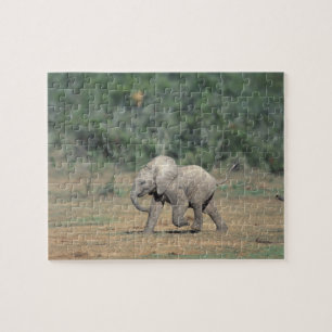 Südafrika, Addo Elephant Nat'l Park. Baby Puzzle