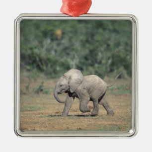 Südafrika, Addo Elephant Nat'l Park. Baby Silbernes Ornament