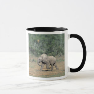 Südafrika, Addo Elephant Nat'l Park. Baby Tasse