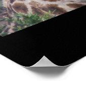 Südafrika Giraffe Poster (Ecke)