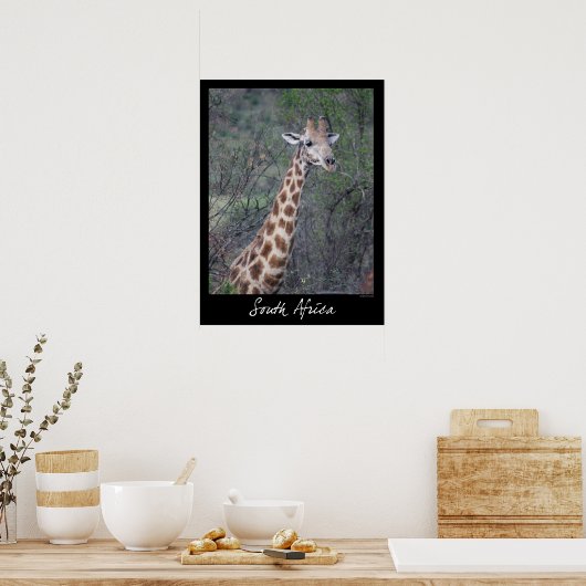 Südafrika Giraffe Poster (Küche)