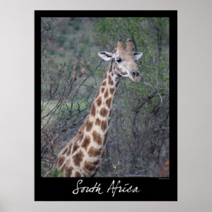 Südafrika-Giraffe Poster