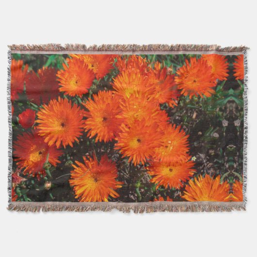 Südafrika Grüne Orangen Sukkulente Blume Decke (Vorderseite)