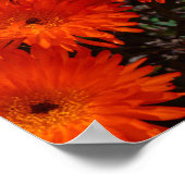 Südafrika Grüne Orangen Sukkulente Blume Poster (Ecke)
