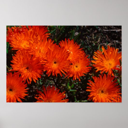 Südafrika Grüne Orangen Sukkulente Blume Poster (Vorne)