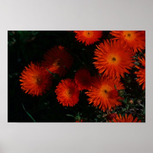 Südafrika Grüne Orangen Sukkulente Blume Poster (Vorne)