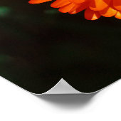 Südafrika Grüne Orangen Sukkulente Blume Poster (Ecke)