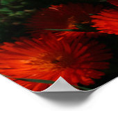 Südafrika Grüne Orangen Sukkulente Blume Poster (Ecke)
