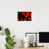 Südafrika Grüne Orangen Sukkulente Blume Poster (Heimbüro)