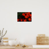 Südafrika Grüne Orangen Sukkulente Blume Poster (Küche)