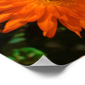 Südafrika Grüne Orangen Sukkulente Blume Poster (Ecke)
