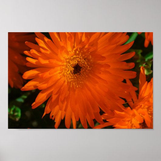 Südafrika Grüne Orangen Sukkulente Blume Poster (Vorne)