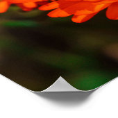 Südafrika Grüne Orangen Sukkulente Blume Poster (Ecke)