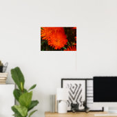 Südafrika Grüne Orangen Sukkulente Blume Poster (Heimbüro)