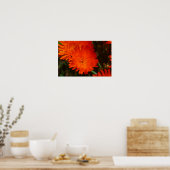Südafrika Grüne Orangen Sukkulente Blume Poster (Küche)
