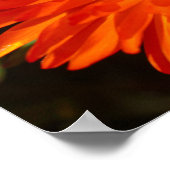 Südafrika Grüne Orangen Sukkulente Blume Poster (Ecke)