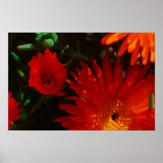 Südafrika Grüne Orangen Sukkulente Blume Poster (Vorne)