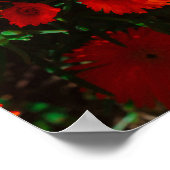 Südafrika Grüne Orangen Sukkulente Blume Poster (Ecke)