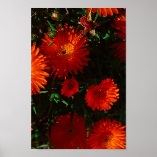 Südafrika Grüne Orangen Sukkulente Blume Poster (Vorne)