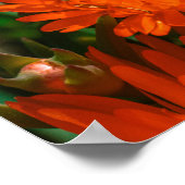 Südafrika Grüne Orangen Sukkulente Blume Poster (Ecke)