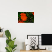 Südafrika Grüne Orangen Sukkulente Blume Poster (Heimbüro)