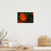 Südafrika Grüne Orangen Sukkulente Blume Poster (Küche)