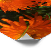 Südafrika Grüne Orangen Sukkulente Blume Poster (Ecke)