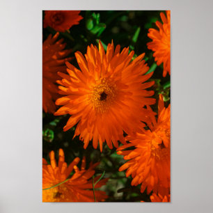 Südafrika Grüne Orangen Sukkulente Blume Poster