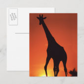 Südafrika, Krüger NP. Giraffe (Giraffa Postkarte (Vorne/Hinten)