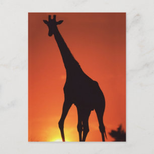 Südafrika, Kruger NP. Giraffe (Giraffa Postkarte