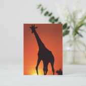 Südafrika, Krüger NP. Giraffe (Giraffa Postkarte (Stehend Vorderseite)