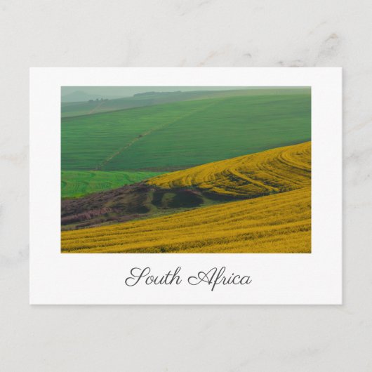 Südafrika Landschaft Canola Felder Postkarte (Vorderseite)