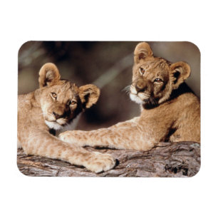 Südafrika, Löwejunge Magnet