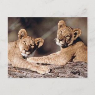 Südafrika, Löwenjunge Postkarte