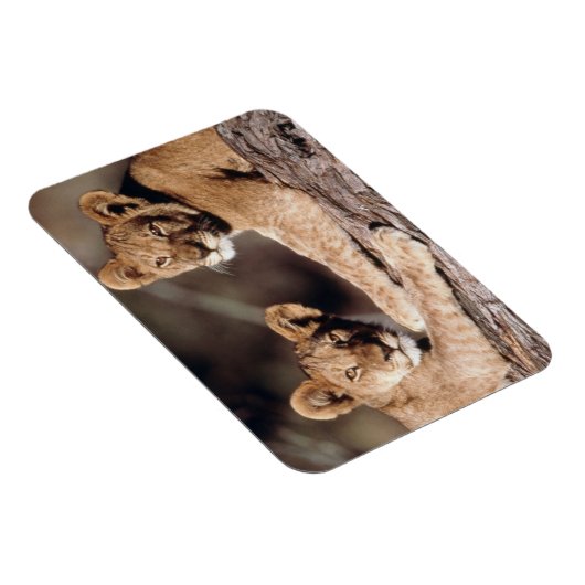 Südafrika, Löwenknochen Magnet (Rechte Seite)