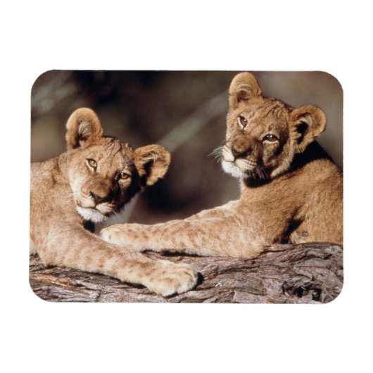 Südafrika, Löwenknochen Magnet (Horizontal)