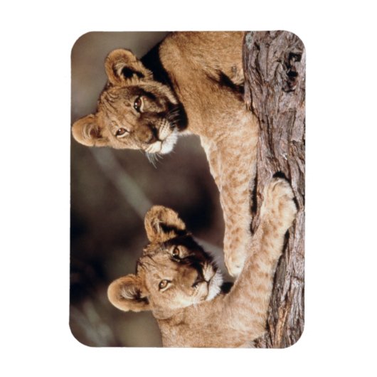 Südafrika, Löwenknochen Magnet (Vertikal)