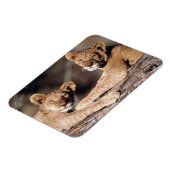 Südafrika, Löwenknochen Magnet (Linke Seite)