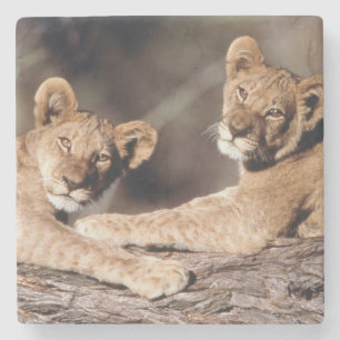 Südafrika, Löwenknochen Steinuntersetzer