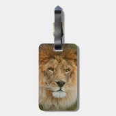 Südafrika Majestic Lion Nah Gepäckanhänger (Rückseite vertikal)